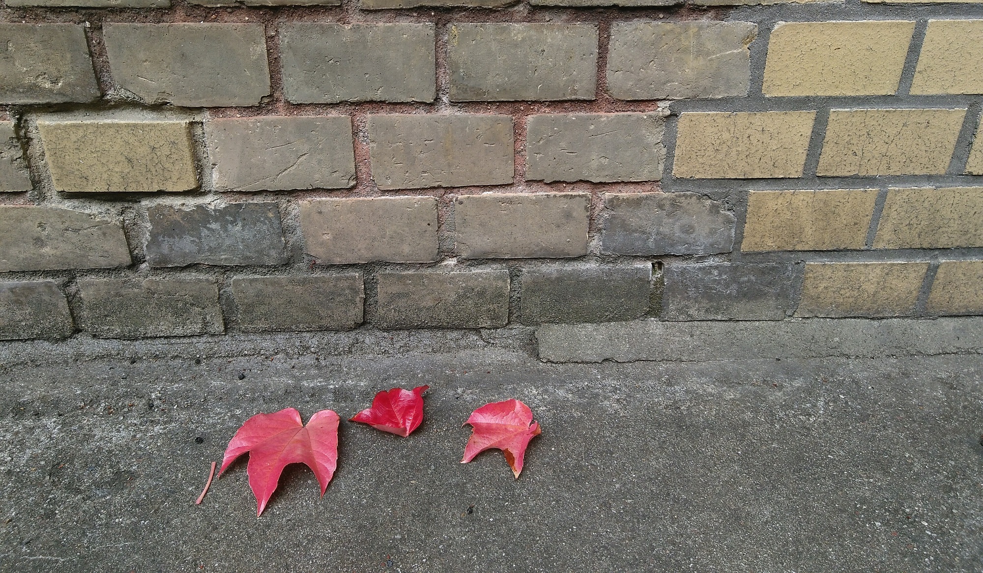 Klassismus Vor einer Backsteinmauer liegen drei rote Herbstblätter
